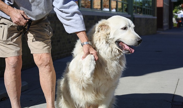 Dierenartsen zetten in op vaccinatieprogramma voor huisdieren