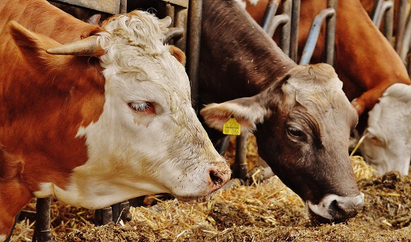 Boeren slaan alarm om hoge kosten van energie, kunstmest en veevoer