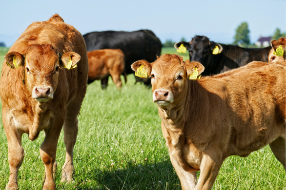 Subsidie Productieve investeringen dierwaardig omgevingsklimaat opent op 24 november 2026