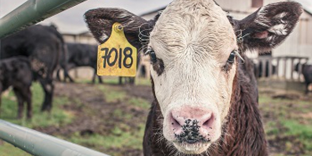 Wat wil Nederland met de boeren?