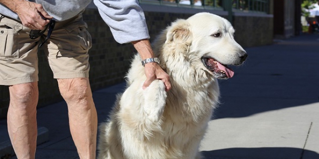 Dierenartsen zetten in op vaccinatieprogramma voor huisdieren