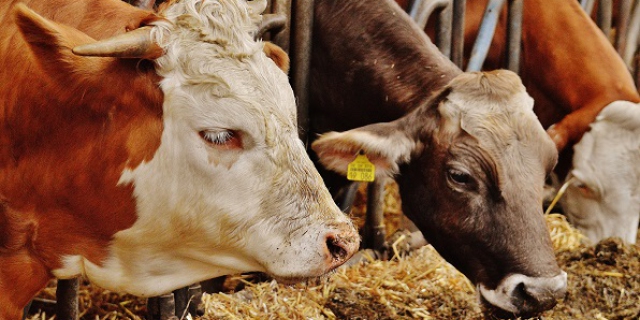 Boeren slaan alarm om hoge kosten van energie, kunstmest en veevoer