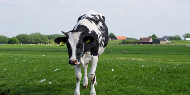 Wanneer heeft verpachter aanspraak op fosfaatrechten: Wat zegt de rechtbank?