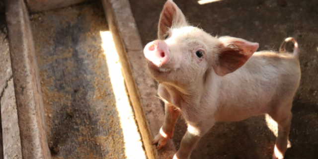 Belang van uitspraak september 2025: varkenshouder mocht geen asbestvoorziening aftrekken van de winst