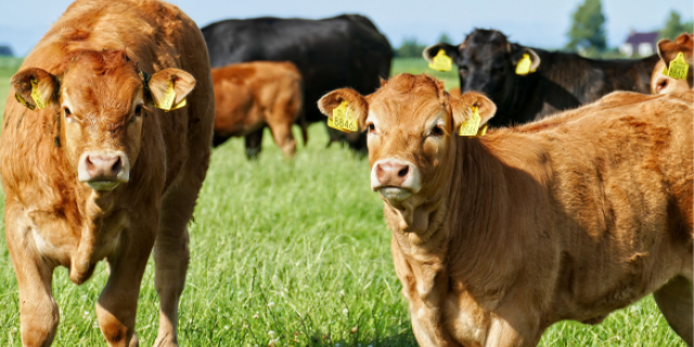 Subsidie Productieve investeringen dierwaardig omgevingsklimaat opent op 24 november 2026