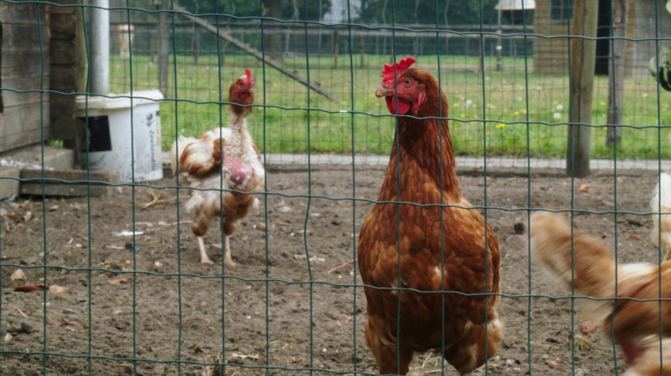 Noud en Frida Janssen - Zorgboerderij De Witte Hoeve